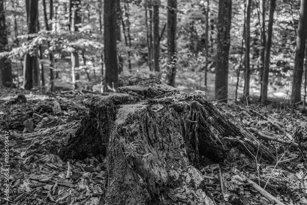 Landscapes - Forest - Europe, Romania, Suceava region Landscapes - Forest - Europe, Romania, Suceava region