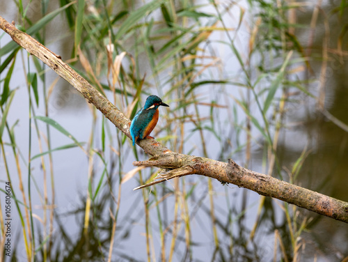 kingfisher on a branch