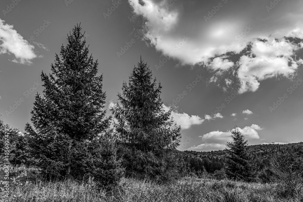 Landscapes - Forest - Europe, Romania, Suceava region Landscapes - Forest - Europe, Romania, Suceava region