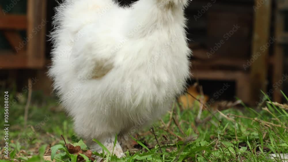 Low angle view of Chinese Silkie Brahma white chicken feeding in grass meadow. Sustainably Raised Chicken In Species-Appropriate Free-Range Husbandry Low angle view of Chinese Silkie Brahma white chicken feeding in grass meadow. Sustainably Raised Chicken In Species-Appropriate Free-Range Husbandry