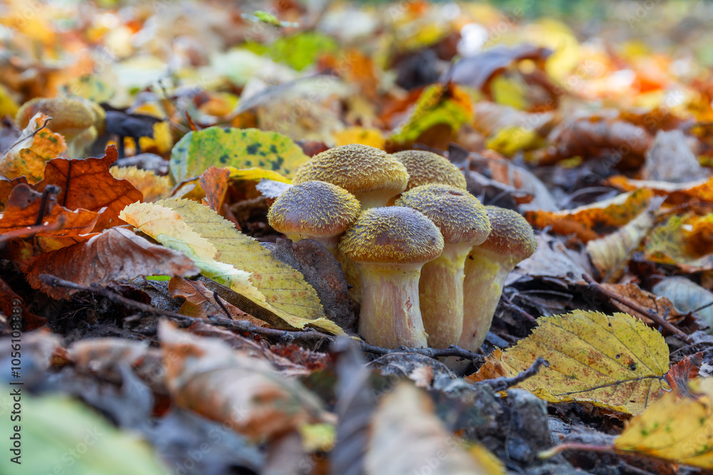 Φωτογραφία Wild honey agaric mushrooms armillaria mellea grow in the forest among fallen le
