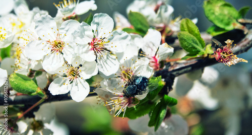 Insect-pollinators. Blooming mirabalan, cherry plum (Prunus iranica) in the village yard. First flies as pollinators of the first flowers photo