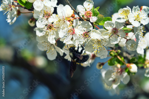 Common carpenter bee (Xylocopa valga), Nectar-collecting bee on a branch of a flowering mirabalan. Crimea