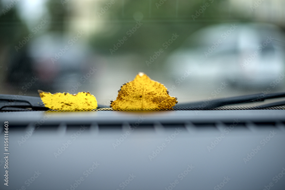 Yellow aspen leaves on the front car glass