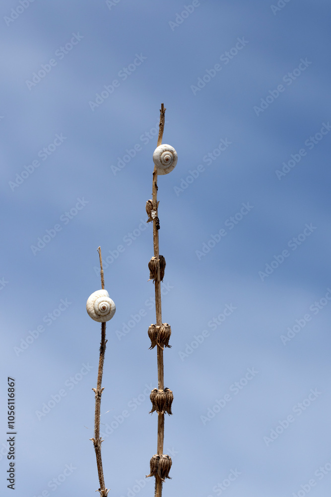 Fototapeta premium Shell snails on a herb twig in autumn
