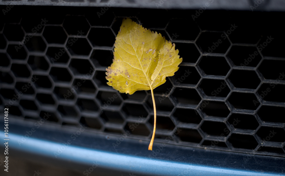 Yellow aspen leaf on a car bumper grille