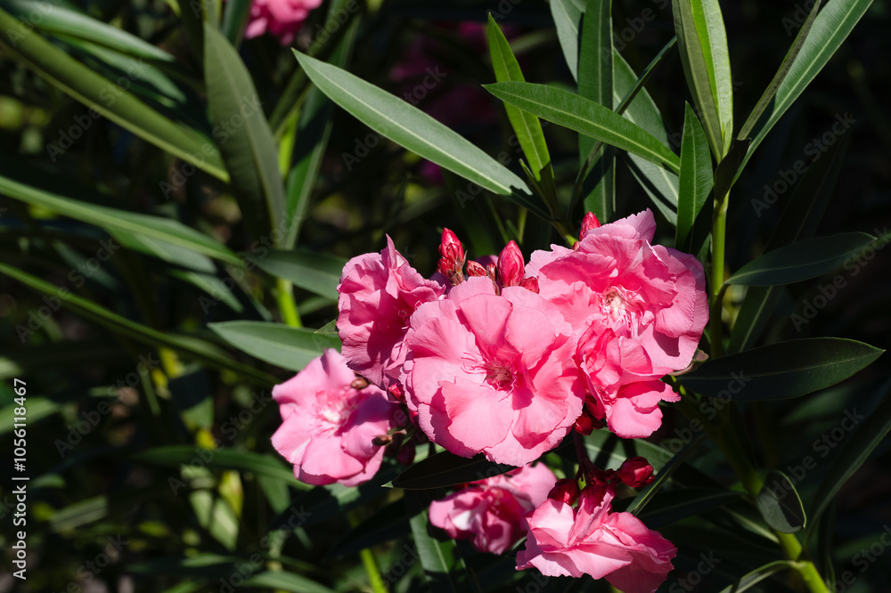 Pink Oleander Flowers in Sunlight Close-Up
. Close-up of vibrant pink oleander flowers in bloom with green leaves, illuminated by sunlight, capturing the essence of Mediterranean flora.
Pink Oleander Flowers in Sunlight Close-Up
. Close-up of vibrant pink oleander flowers in bloom with green leaves, illuminated by sunlight, capturing the essence of Mediterranean flora.