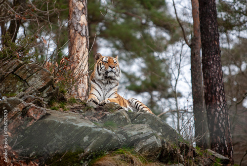 Siberian tiger (Panthera tigris altaica) endangered animal in zoo photo