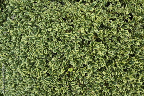 Silver King Euonymus Shrub Evergreen Leaves