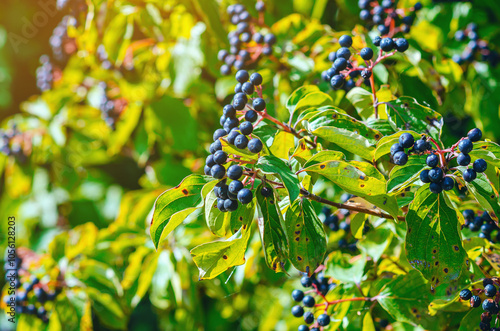 Sunlit Black dogwood berries Cornus foemina on bush with green leaves. Autumn berries in wild.. photo