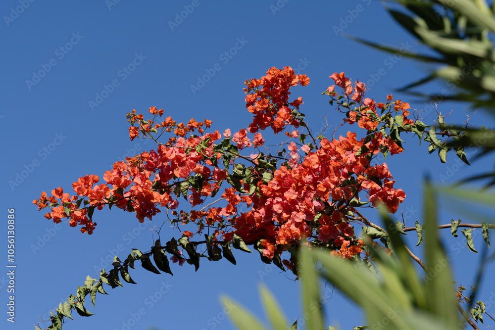 Bright orange bougainvillea flowers blooming on branches set against a clear blue sky, capturing a vivid Mediterranean summer vibe.
Bright orange bougainvillea flowers blooming on branches set against a clear blue sky, capturing a vivid Mediterranean summer vibe.
