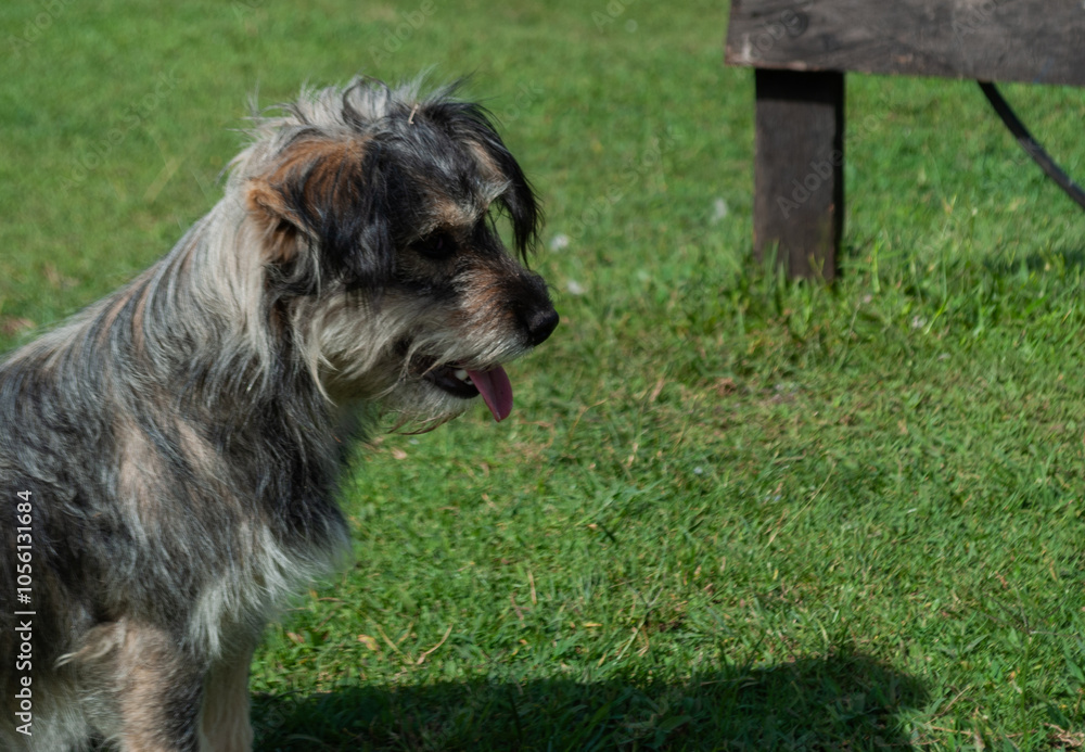 cute dog without breed posing for a photo, in a green area or park cute dog without breed posing for a photo, in a green area or park