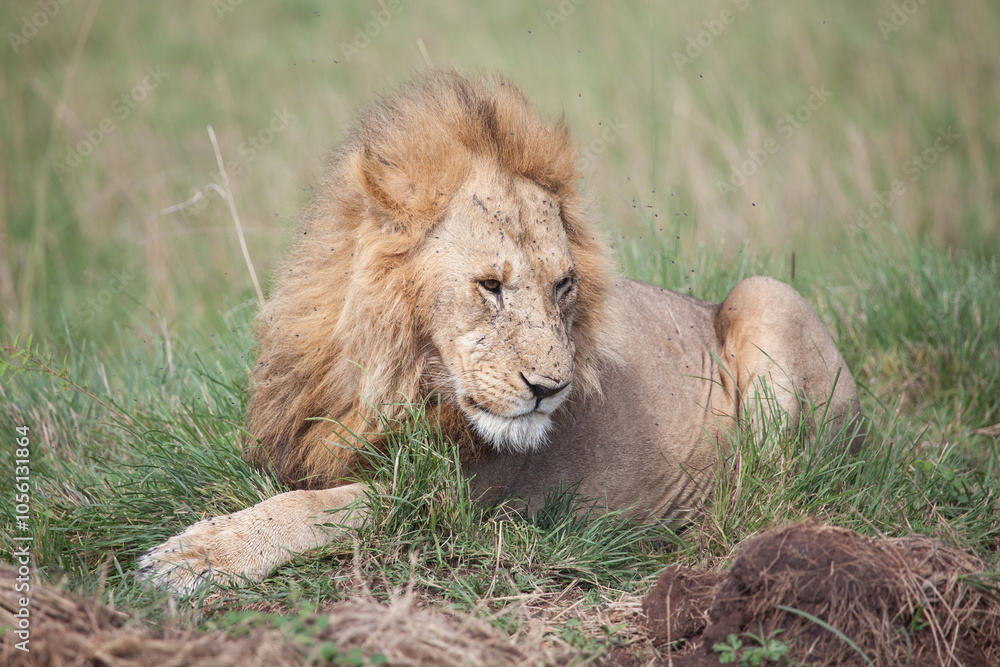 Big male lion sitting in the grass looking regal, like the king of the jungle Big male lion sitting in the grass looking regal, like the king of the jungle