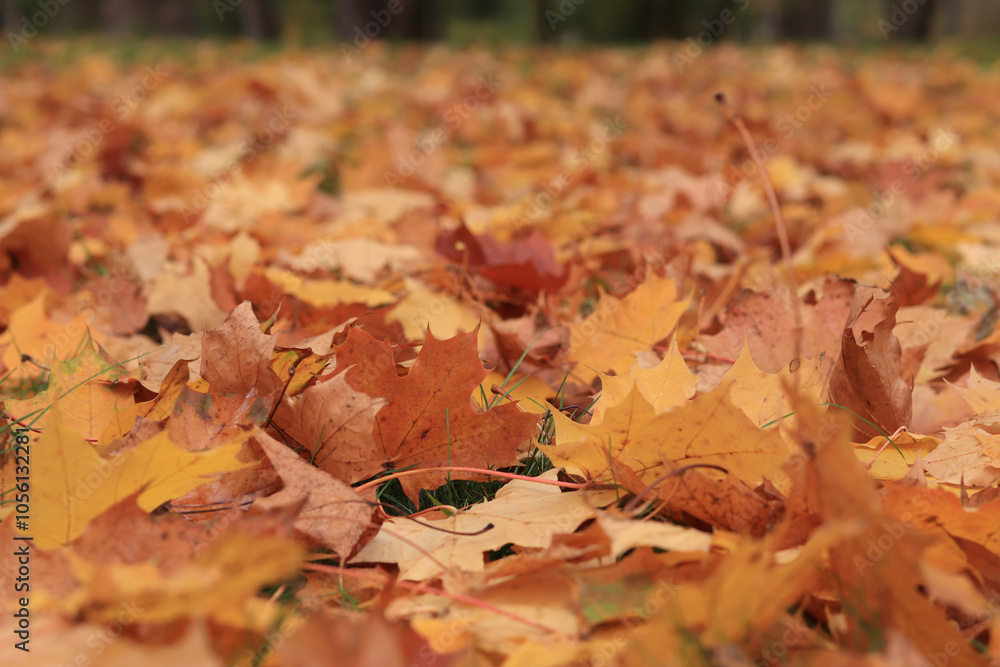 Many autumn fallen maple leaves on the meadow. Fallen autumn leaves on the grass, yellow maple leaves on a sunny day. Nature background. Fallen yellow leaves on the ground. Autumn background Many autumn fallen maple leaves on the meadow. Fallen autumn leaves on the grass, yellow maple leaves on a sunny day. Nature background. Fallen yellow leaves on the ground. Autumn background