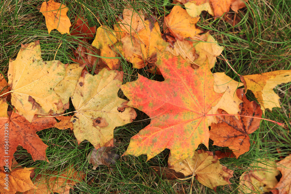 Many autumn fallen maple leaves on the meadow. Fallen autumn leaves on the grass, yellow maple leaves on a sunny day. Nature background. Fallen yellow leaves on the ground. Autumn background Many autumn fallen maple leaves on the meadow. Fallen autumn leaves on the grass, yellow maple leaves on a sunny day. Nature background. Fallen yellow leaves on the ground. Autumn background