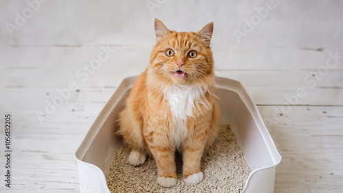 Cute ginger cat sitting in a white litter box with tongue out, looking up with a curious expression. photo