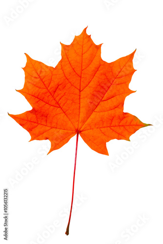 Red maple leaf isolated on transparent background.