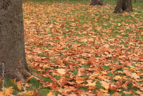 Many autumn fallen maple leaves on the meadow. Fallen autumn leaves on the grass, yellow maple leaves on a sunny day. Nature background. Fallen yellow leaves on the ground. Autumn background