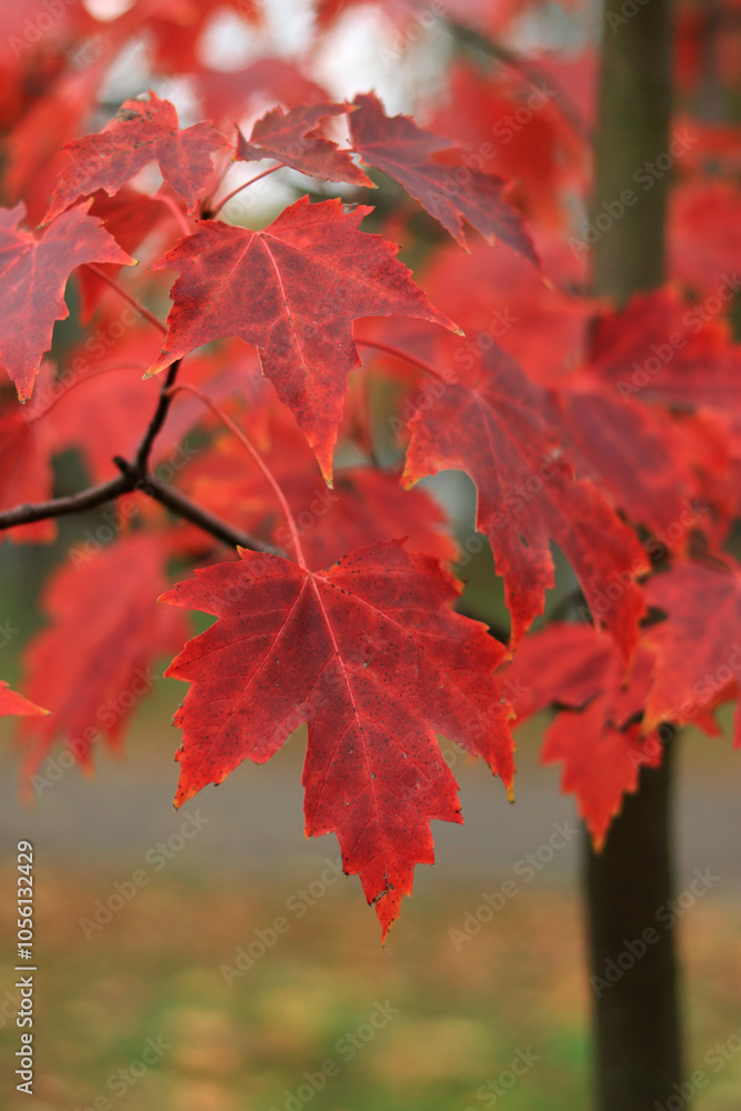 Red maple leaves, blurred background. Natural autumn background. Maple with red autumn leaves. Bright colors of autumn Red maple leaves, blurred background. Natural autumn background. Maple with red autumn leaves. Bright colors of autumn