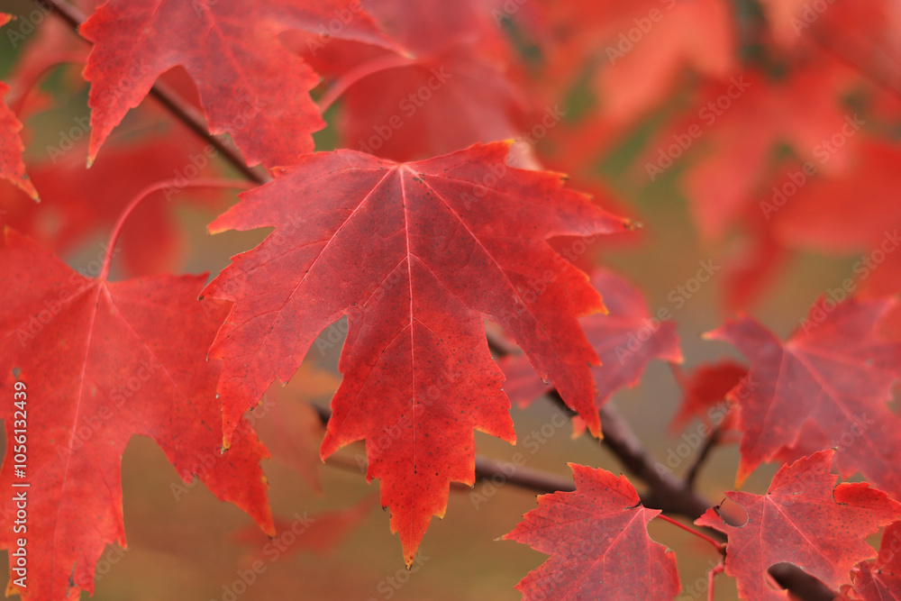 Red maple leaves, blurred background. Natural autumn background. Maple with red autumn leaves. Bright colors of autumn Red maple leaves, blurred background. Natural autumn background. Maple with red autumn leaves. Bright colors of autumn