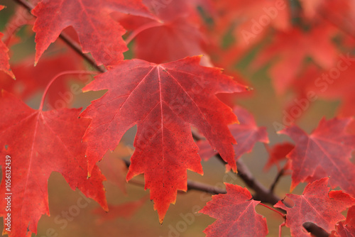 Red maple leaves, blurred background. Natural autumn background. Maple with red autumn leaves. Bright colors of autumn