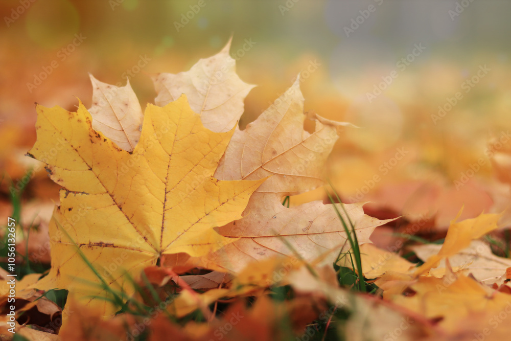 Autumn leaf close-up, selective focus. Fallen autumn leaves on the grass, yellow maple leaf with sun glare. Nature background. Fallen yellow leaves on the ground. Autumn background Autumn leaf close-up, selective focus. Fallen autumn leaves on the grass, yellow maple leaf with sun glare. Nature background. Fallen yellow leaves on the ground. Autumn background