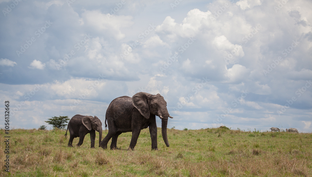 elephants in the savannah, mom and calf elephants in the savannah, mom and calf