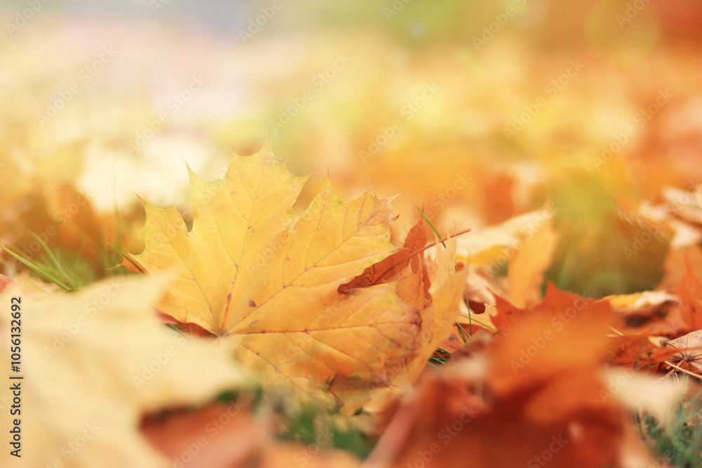 Autumn leaf close-up, selective focus. Fallen autumn leaves on the grass, yellow maple leaf with sun glare. Nature background. Fallen yellow leaves on the ground. Autumn background Autumn leaf close-up, selective focus. Fallen autumn leaves on the grass, yellow maple leaf with sun glare. Nature background. Fallen yellow leaves on the ground. Autumn background