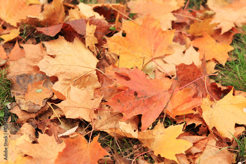 Autumn leaf close-up, selective focus. Fallen autumn leaves on the grass, yellow maple leaf. Nature background. Fallen yellow leaves on the ground. Autumn background