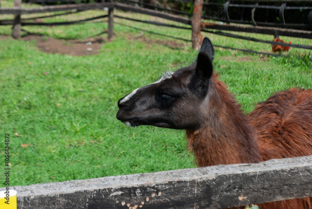 Fototapeta premium brown llama or lama, inside a farmhouse