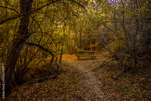 autumn forest in the morning