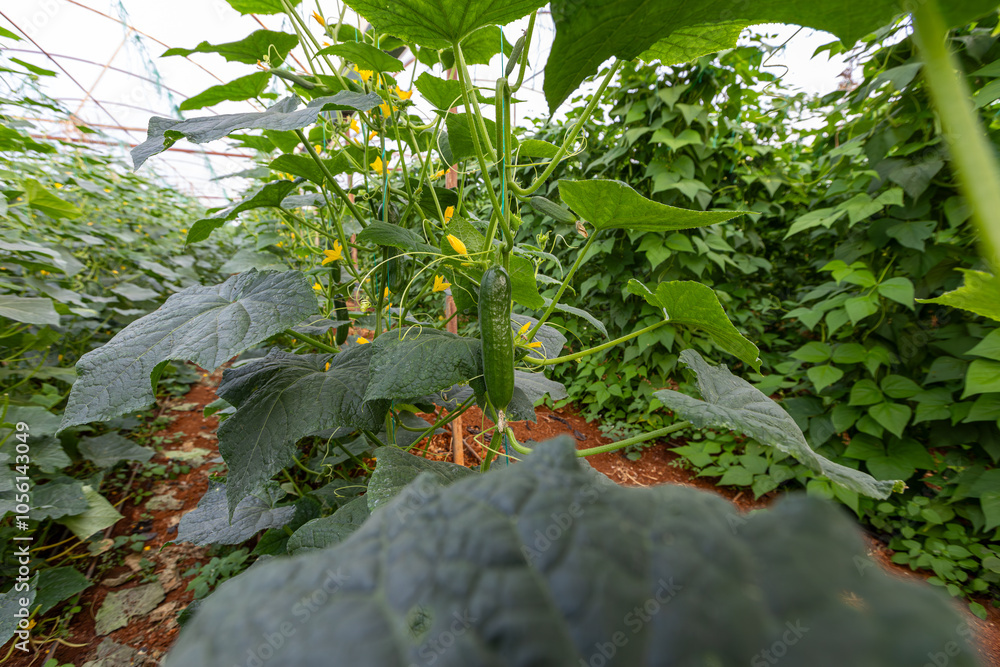 Fresh cucumbers in the greenhouse