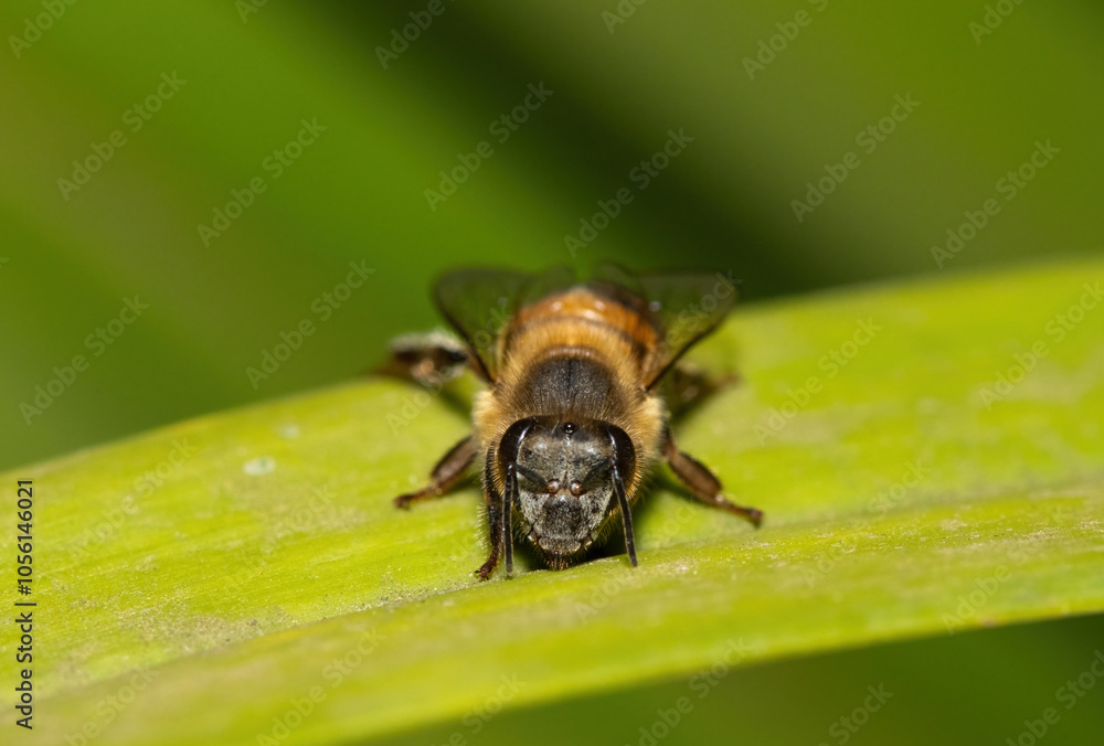 Close-up of a beautiful Western Honey Bee (Apis mellifera) Close-up of a beautiful Western Honey Bee (Apis mellifera)