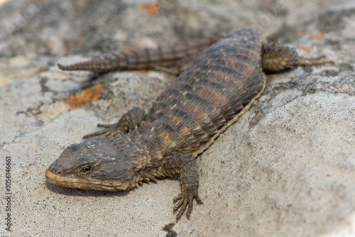 A beautiful Transvaal girdled lizard (Cordylus vittifer), also known as Reichenow's spiny-tailed lizard, or Common girdled lizard, in the wild photo