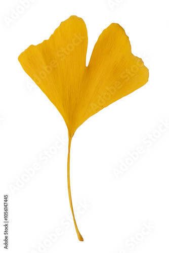 Close-up one large yellow leaf of Ginko biloba on a transparent background.