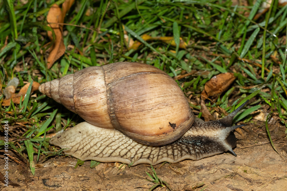 South Africa’s largest land snail, the Brownlipped Agate (Metachatina kraussi), in the wild South Africa’s largest land snail, the Brownlipped Agate (Metachatina kraussi), in the wild