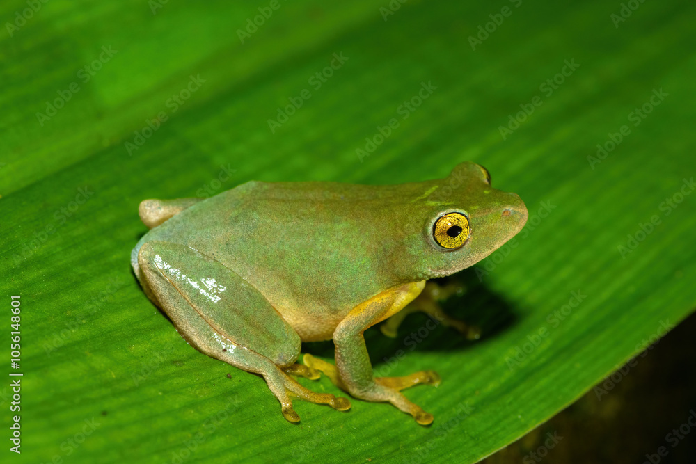 Obraz premium A beautiful Tinker reed frog (Hyperolius tuberilinguis) near a pond, in the wild