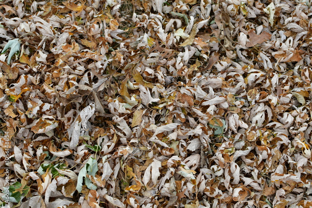 Dry Leaves Dry Leaves