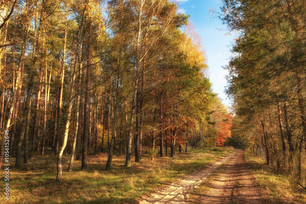 Fototapeta premium autumn in the forest