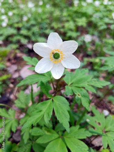 Flowering primrose European wood anemone (Anemone nemorosa)