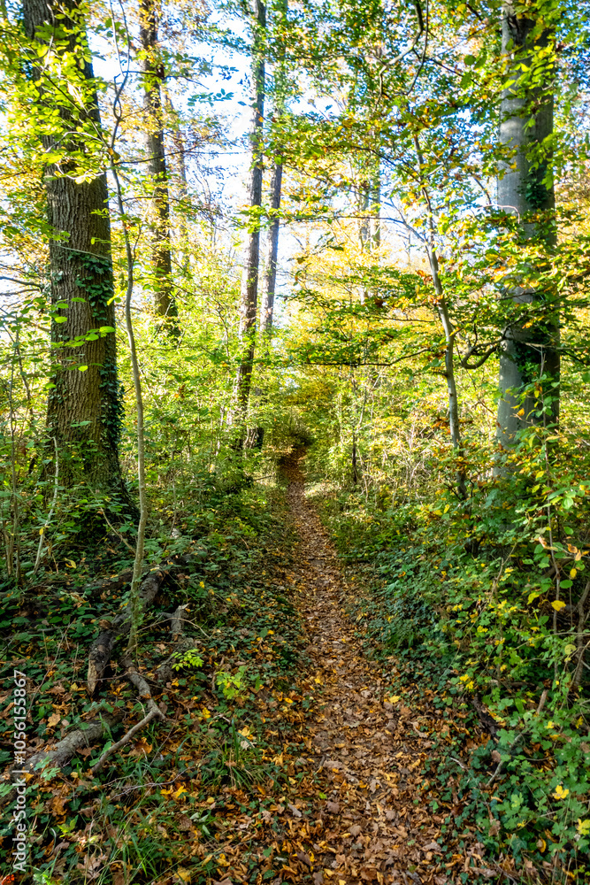 Fototapeta premium Waldweg im Herbst