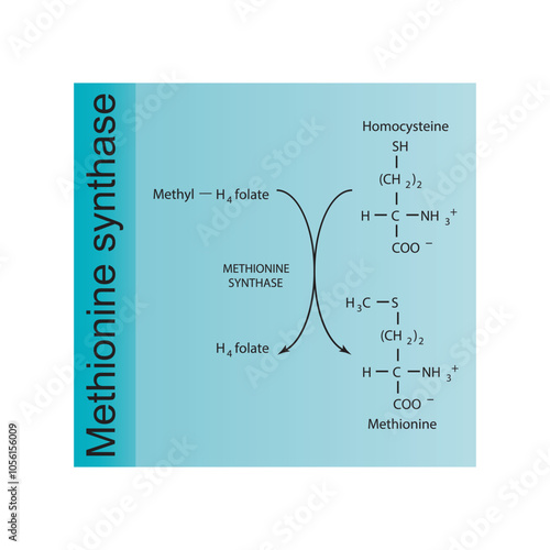 Diagram showing function of methionine synthase - conversion of Homocysteine to Methionine via Methyl H4 folate and H4 folate