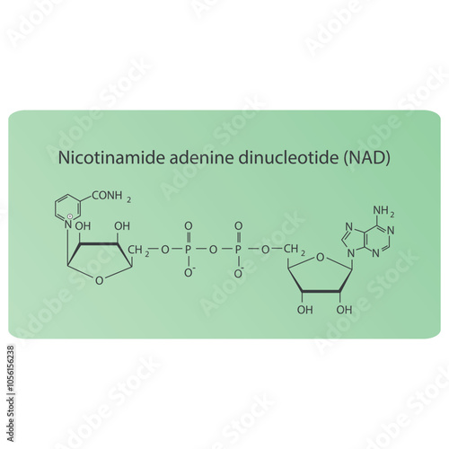 Nicotinamide adenine dinucleotide, NAD skeletal structure diagram.Vitamin B3 compound molecule scientific illustration.