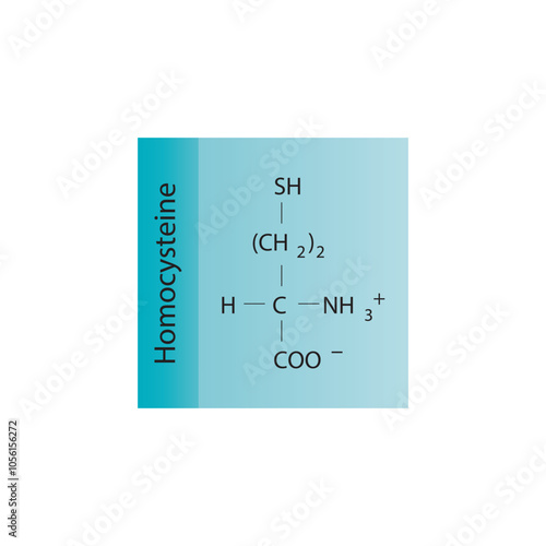 Homocysteine skeletal structure diagram.amino acid compound molecule scientific illustration.