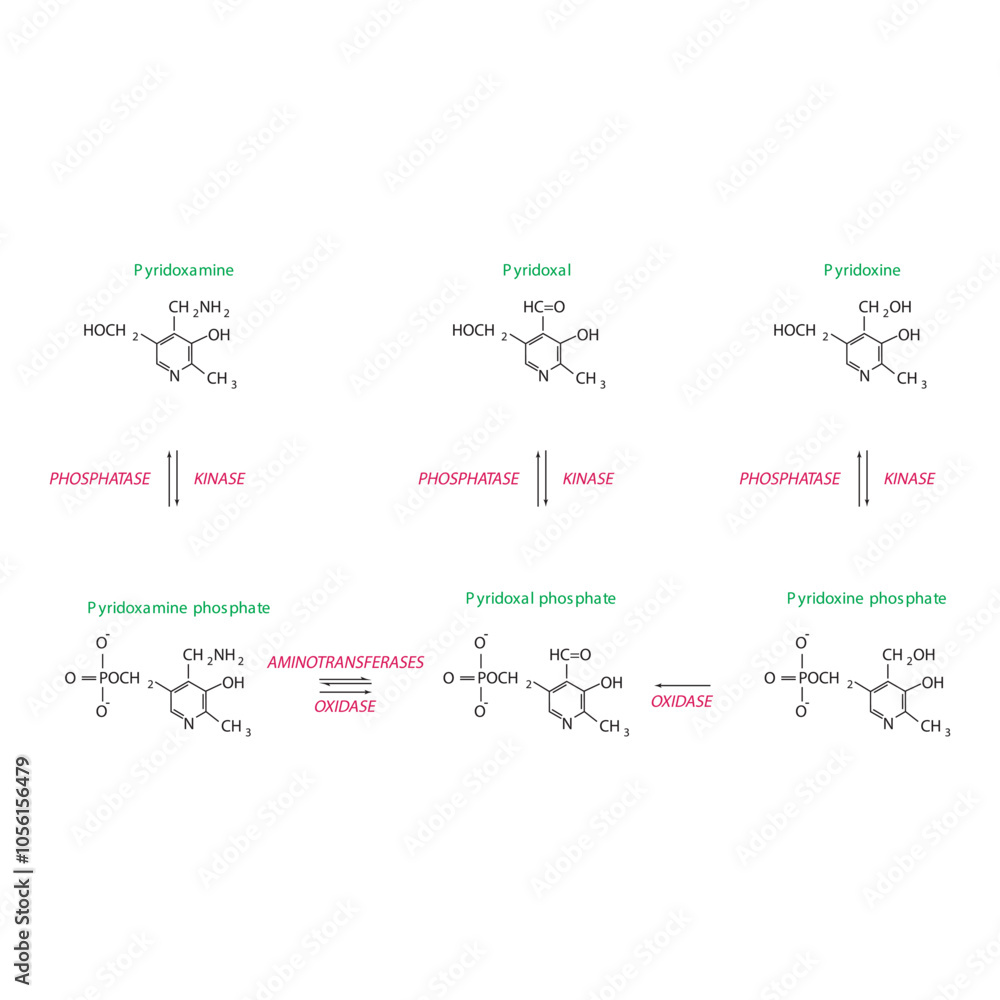 Diagram showing enzymatic interconversion of Vitamin B6 vitamers - Pyridoxine, Pyridoxal, Pyridoxamine and phosphate form. Diagram showing enzymatic interconversion of Vitamin B6 vitamers - Pyridoxine, Pyridoxal, Pyridoxamine and phosphate form.