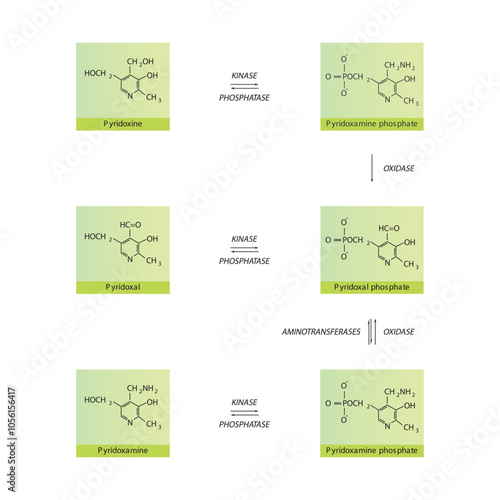Diagram showing enzymatic interconversion of Vitamin B6 vitamers - Pyridoxine, Pyridoxal, Pyridoxamine and phosphate form.