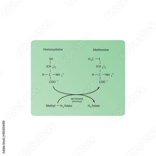 Diagram showing function of methionine synthase - conversion of Homocysteine to Methionine via Methyl H4 folate and H4 folate