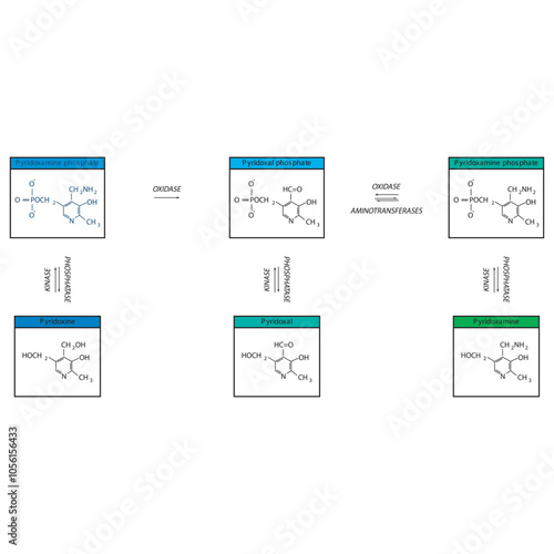 Diagram showing enzymatic interconversion of Vitamin B6 vitamers - Pyridoxine, Pyridoxal, Pyridoxamine and phosphate form.