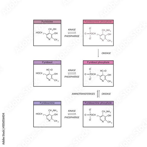 Diagram showing enzymatic interconversion of Vitamin B6 vitamers - Pyridoxine, Pyridoxal, Pyridoxamine and phosphate form.