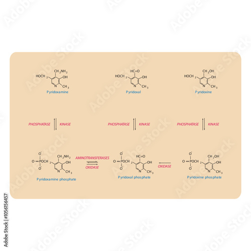Diagram showing enzymatic interconversion of Vitamin B6 vitamers - Pyridoxine, Pyridoxal, Pyridoxamine and phosphate form.